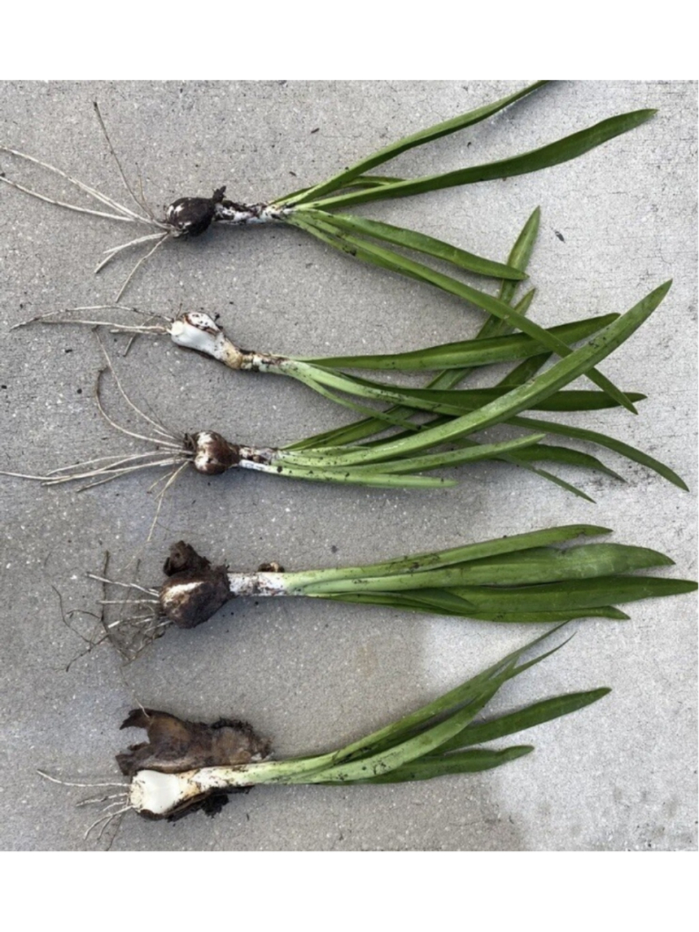 30 Bulbs NO Foliage BEACH SPIDER LILY BULBS (Hymenocallis Littoralis) POLLINATOR - Picture 2 of 6
